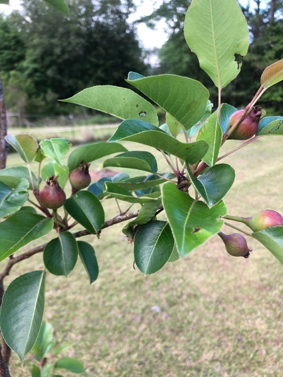Growing trees takes research not a green thumb!.
